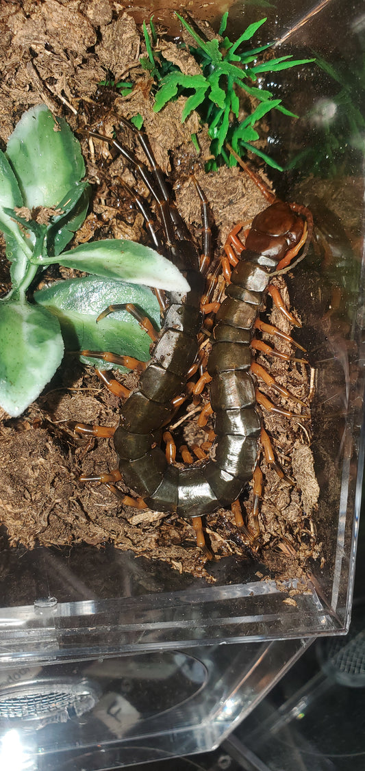 Scolopendra hainanum ( Chinese tiger centipede )
