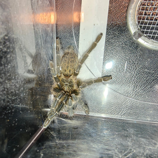 Pterinochilus murinus ( DCF Botswana/Zimbabwe )