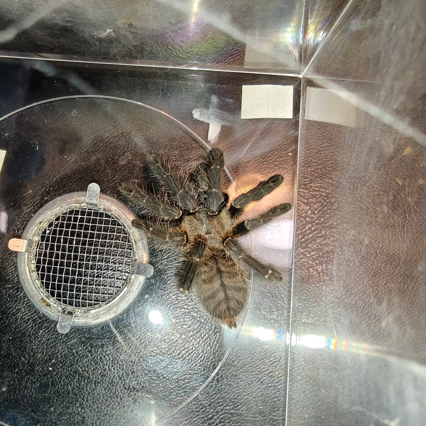 Phormingochilus hatihati ( Purple earth tiger )