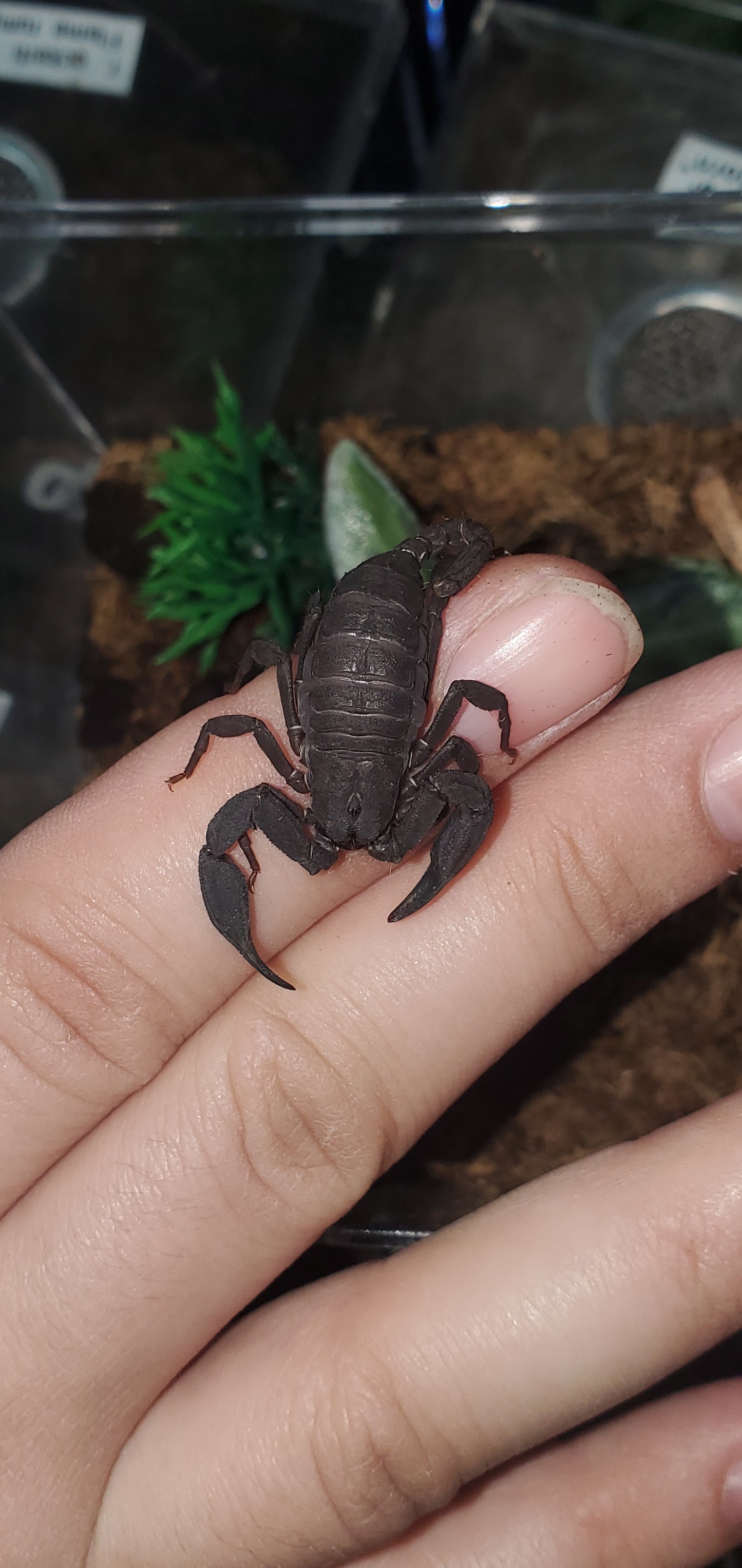 Scorpiops validus ( Yunnan rock scorpion )