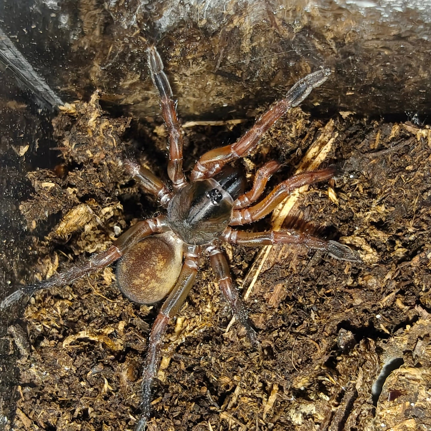 Idiophtalma sp. Red ( Red brush foot trapdoor )
