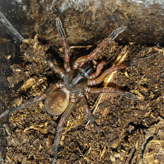 Idiophtalma sp. Red ( Red brush foot trapdoor )