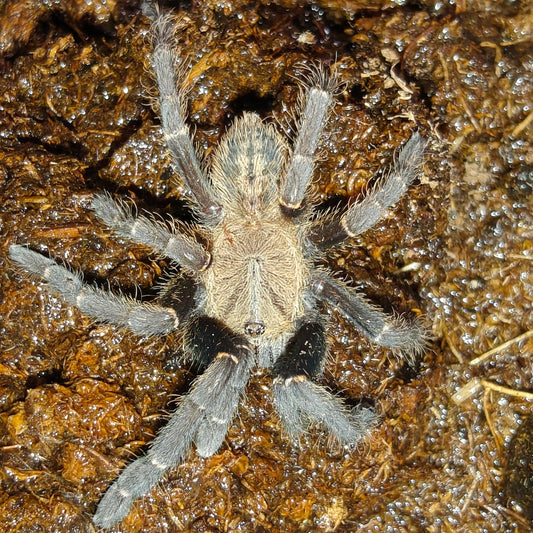 Cyriopagopus sp. Bach Ma
