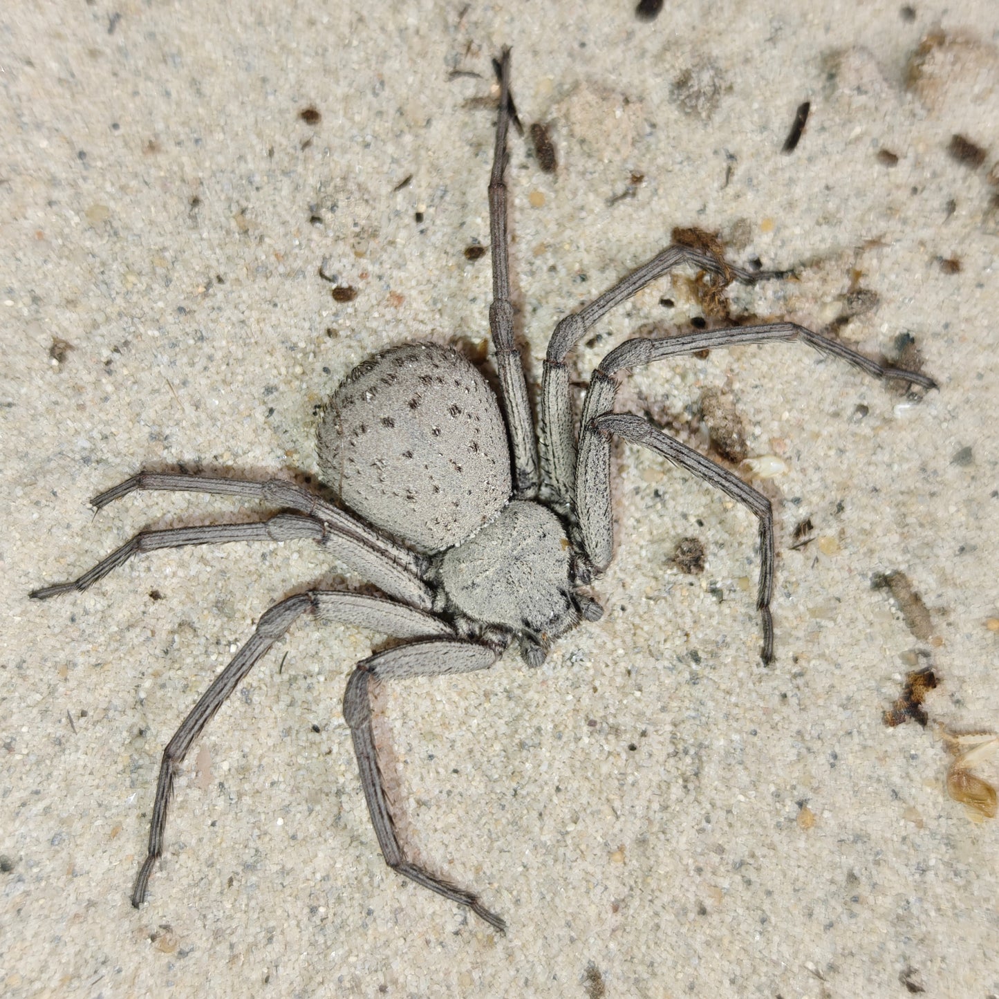 Sicarius thomisoides ( Chilean six eyed sand spider )
