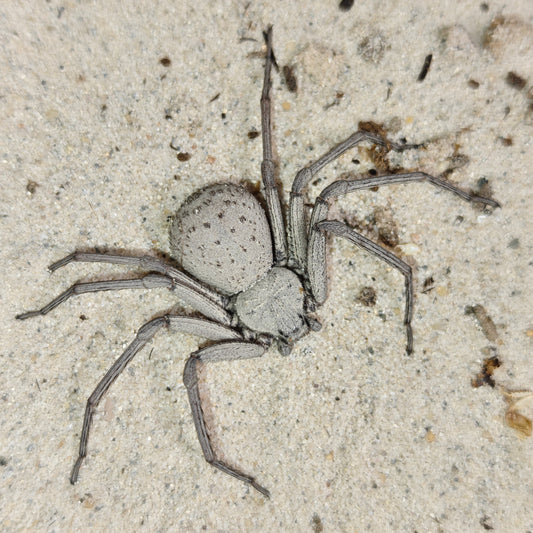 Sicarius thomisoides ( Chilean six eyed sand spider )