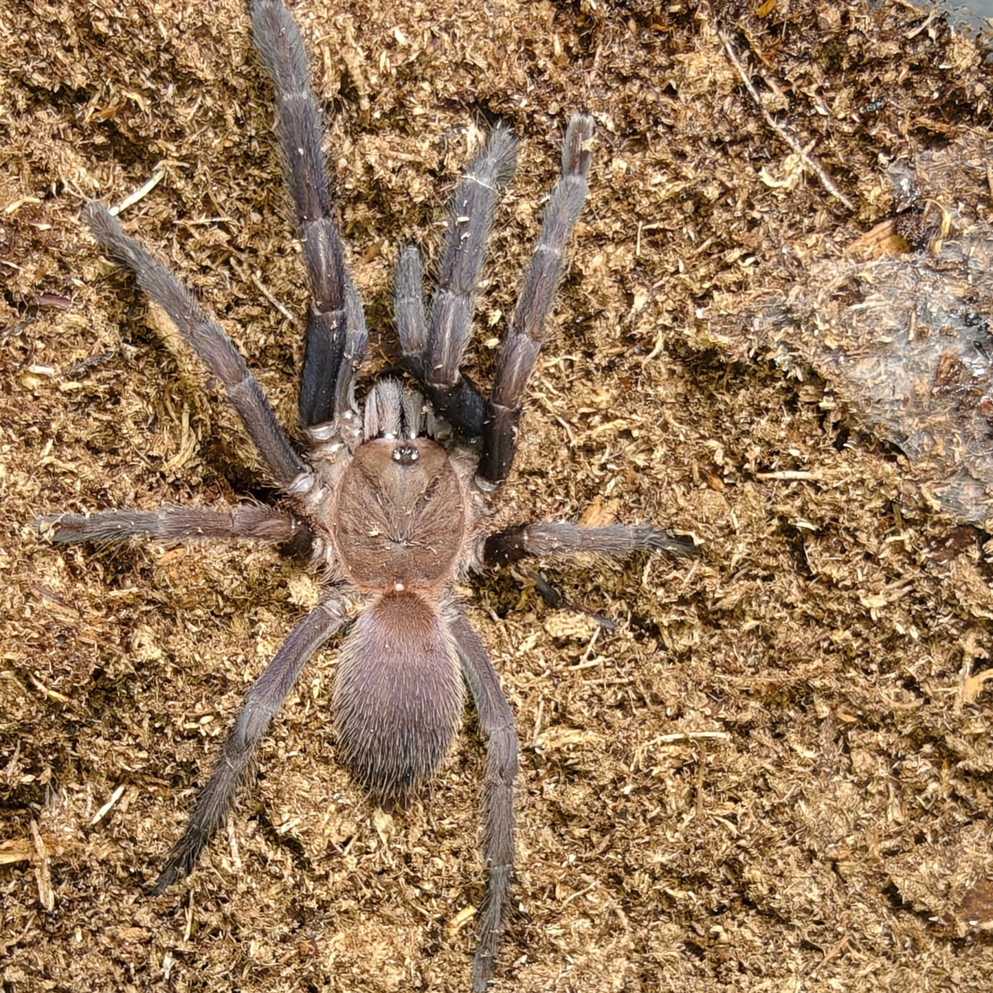 Orphnaecus sp. Quezon blue