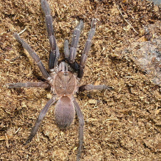 Orphnaecus sp. Quezon blue