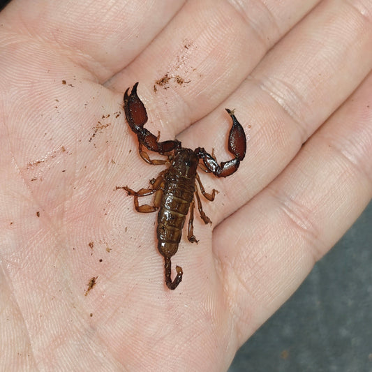 Liocheles australasiae ( Dwarf wood scorpion )