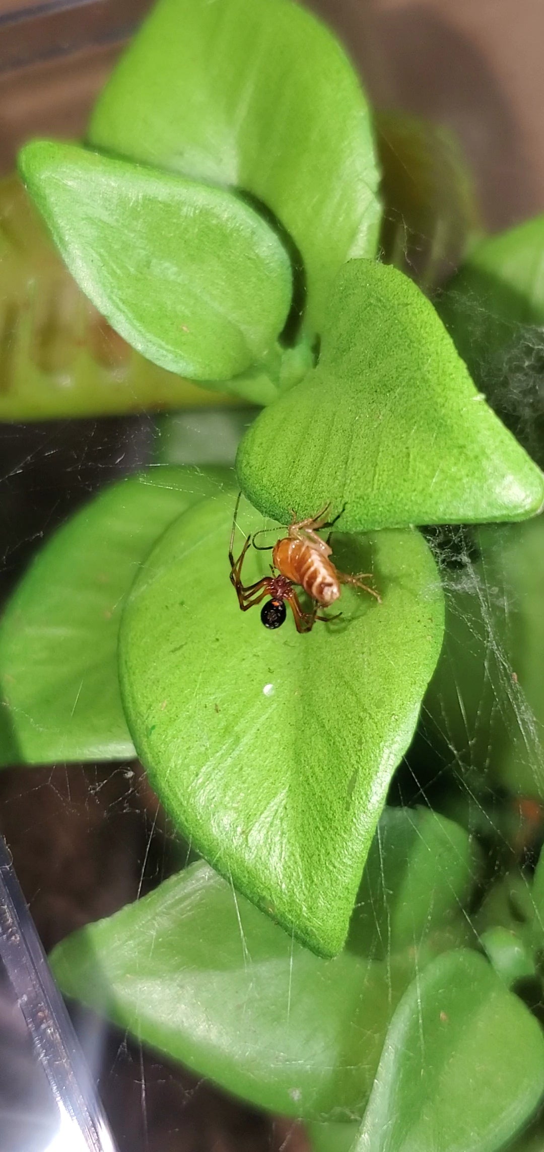 Latrodectus bishopi ( Red widow )