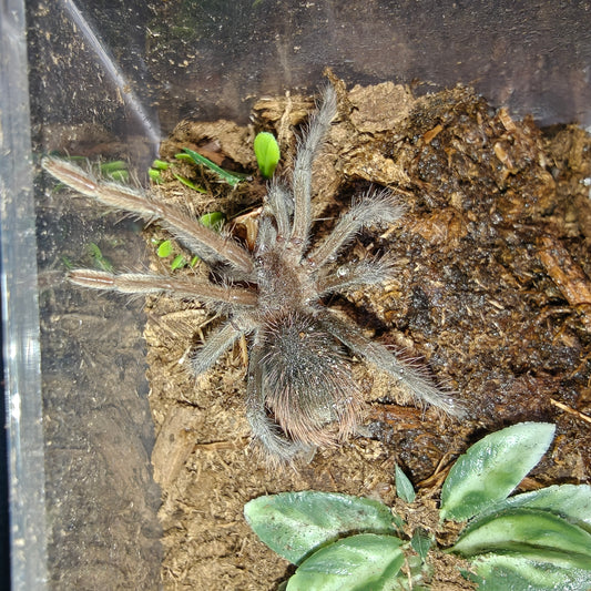 Xenesthis sp. ( Megascopula )