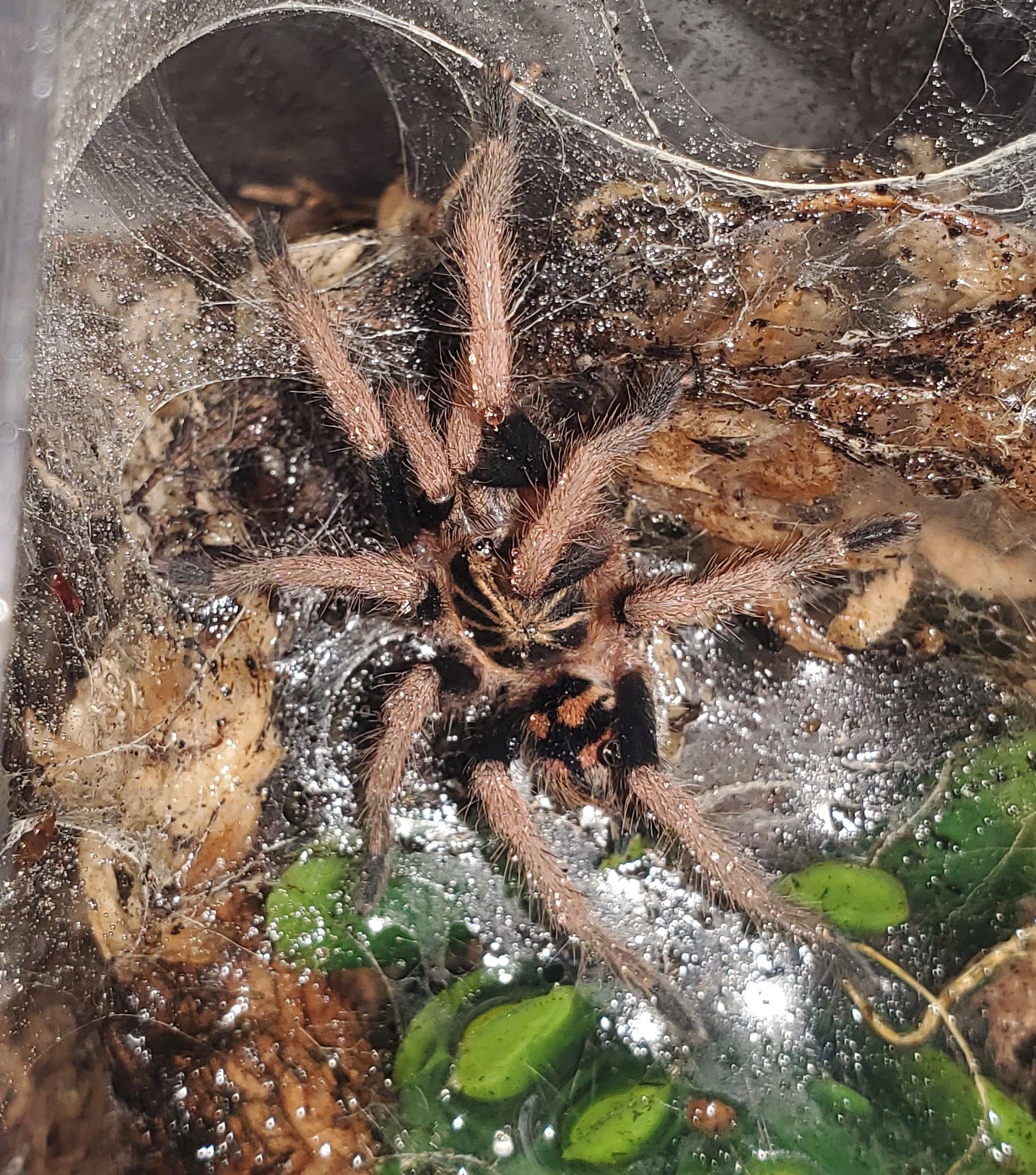 Theraphosinae sp. Colombia ( Colombian crowned )