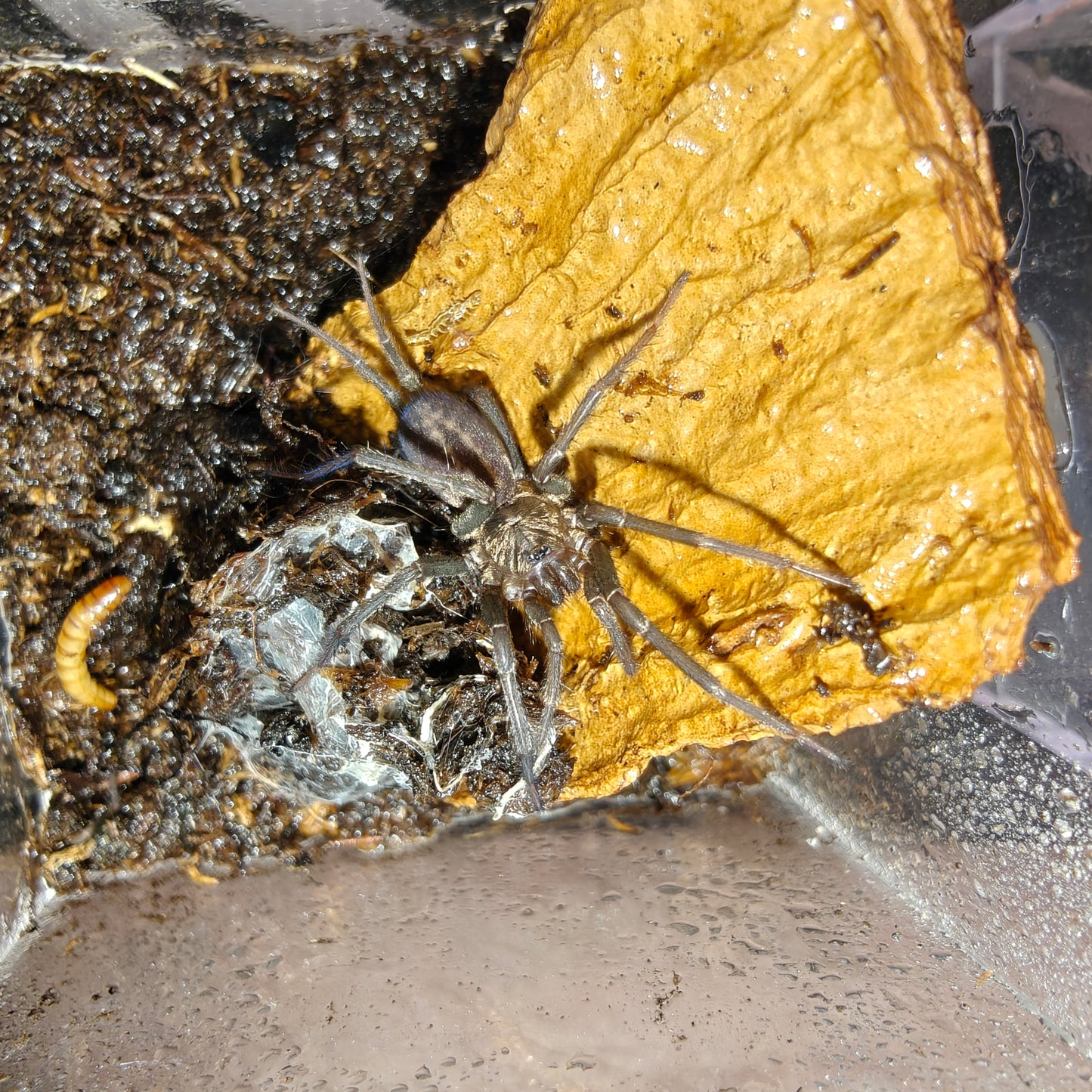 Linothele megatheloides ( Colombian funnel web spider )
